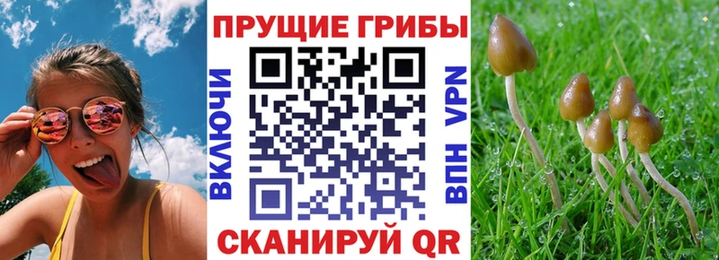 Псилоцибиновые грибы GOLDEN TEACHER Нижняя Салда